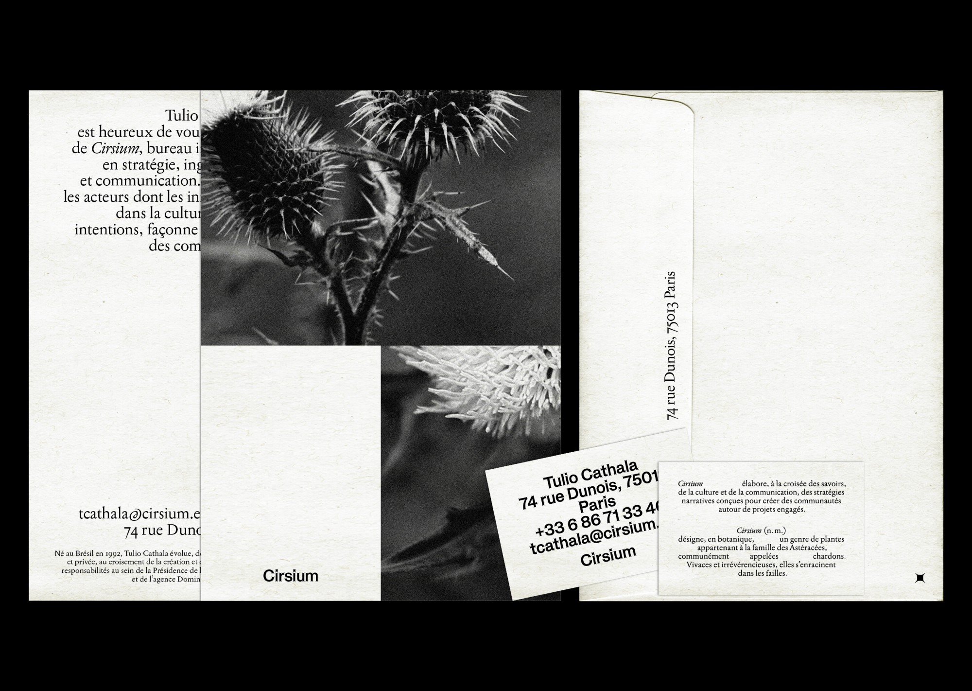 Cirsium 1